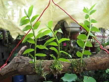 石斛兰，当成盆景观赏也不错（石斛兰的养殖方法）