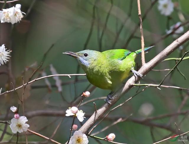鹳怎么读，颧怎么读音读出来（鹬、鸫、鸲、鹟、鹎、鹳、鹮……这都是啥鸟）