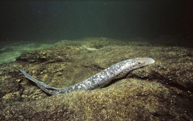 吸血蜗牛长什么样，吸血蜗牛长什么样子的图片（地球上为什么会出现吸血的生物）