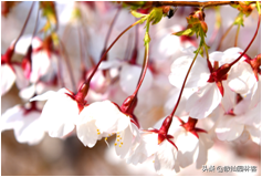 中国樱花有几个品种，中国樱花树品种（这81种樱花）