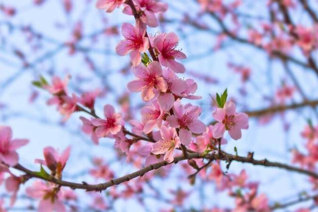 十里桃花不如你下一句，十里桃花不如你的诗句（不如你”的下一句是什么）