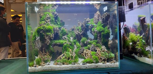 水草造景教程，简单水草造景图片（鱼缸造景比赛作品欣赏）