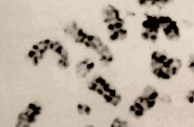 日本东海村核临界事故，日本东海村核临界事故百科（核辐射惨烈堪比十八层地狱）