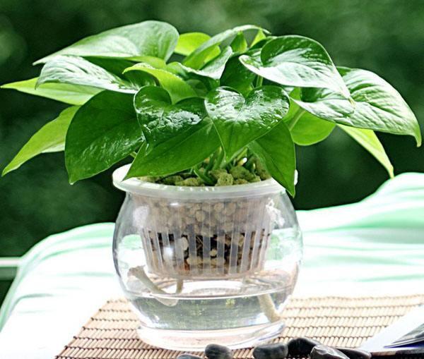 怎么除甲醛最快最有效的方法，新房怎么除甲醛最快最有效（对付甲醛这3个“土方法”）