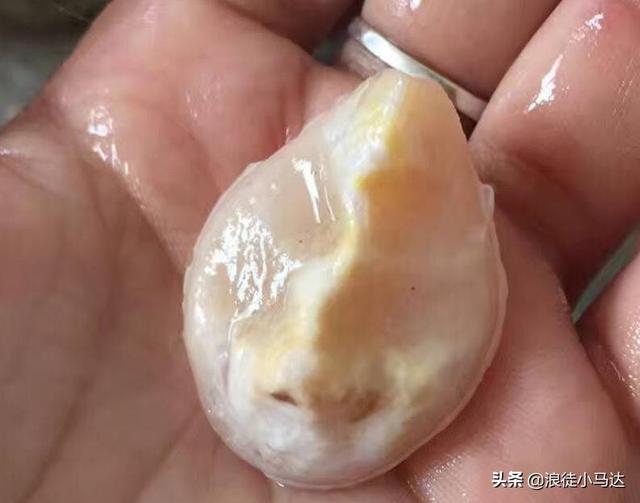 田螺吃哪个部位，小田螺吃法吃哪一部分（青鱼是怎么吃它们的呢）