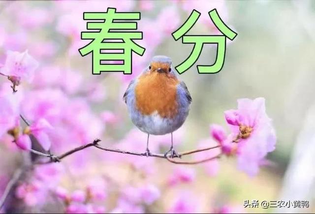 春分的美好寓意，春分的美好象征（春分节气这4个民俗要知晓）