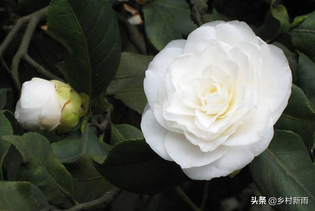 白色山茶花图片，野山茶花是怎样的（每日春花，山茶花）