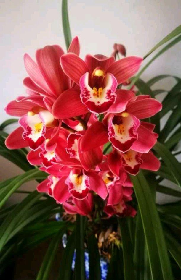 大花蕙兰怎么养，花苞多花朵大灿烂盛开（蕙兰怎么养）