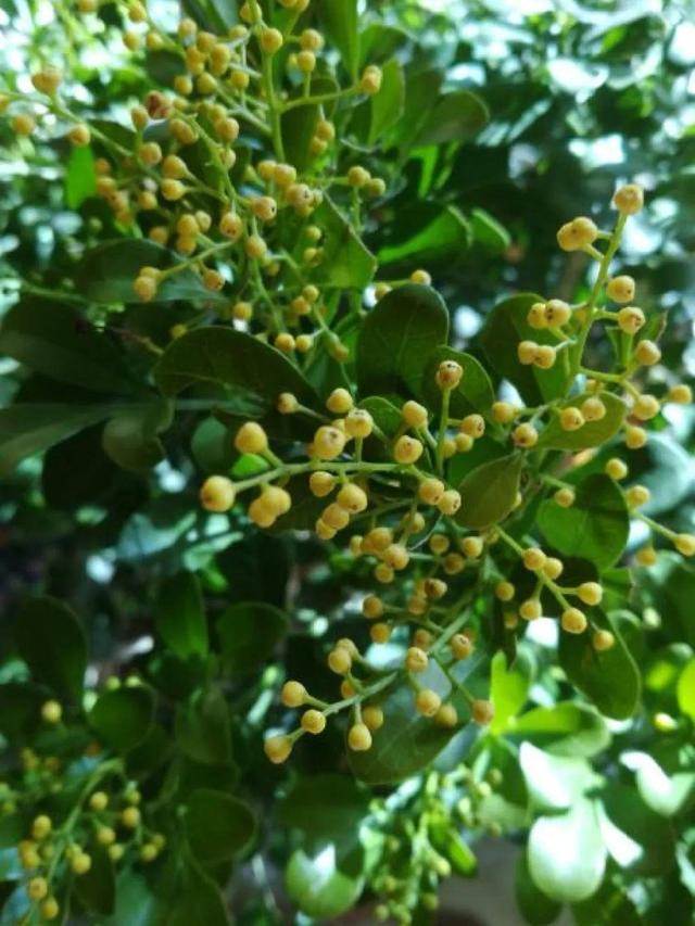 虎刺梅生虫怎么解决，虎刺梅长虫子怎么办（离太近都不好）