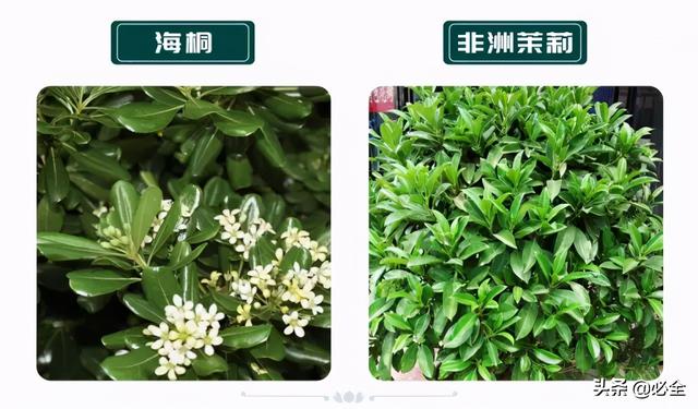 蓬径和冠幅有什么区别，冠径和冠幅是什么意思（这份图文并茂的强烈建议收藏）