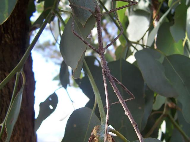 兔子假死多久恢复，兔子死后处理方式（扒一扒动物界的行骗手段）