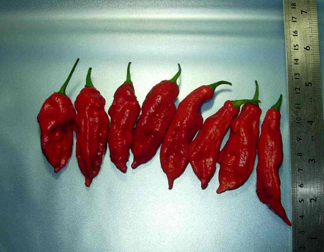 世界上最辣的辣椒是哪五种，全球最辣的4种辣椒