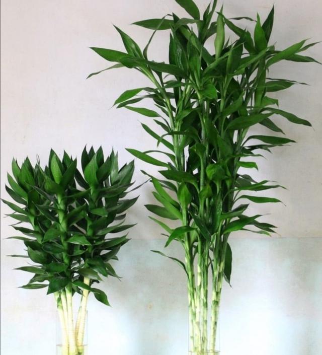 富贵竹水养技巧，富贵竹水养殖技巧（半个月长出大白根）