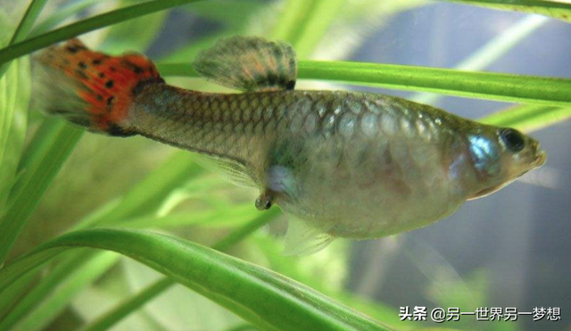 好繁殖的胎生鱼，耐寒胎生鱼（体验