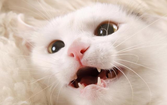 怎么确定猫认主人了，怎么确定猫认主人了猫咪能听懂话吗（猫咪最“看重”的东西）