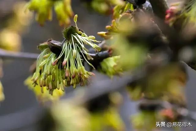 金缕梅，国家一级濒危珍稀植物（金缕梅对皮肤的作用）