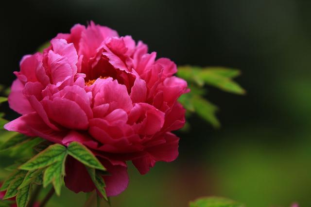 白菊花花语是什么，白菊花花语（生活中10种常见花的花语）