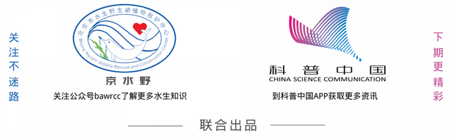 唐冠螺（帝王唐冠螺，四大名螺之唐冠螺（天然唐冠螺贵吗）