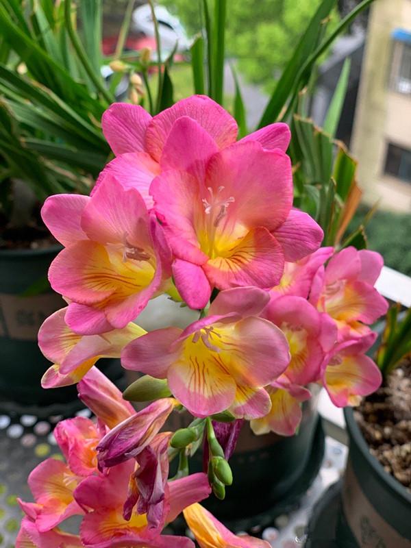 室内养什么花最好，室内适合养什么样的花（最香的10种花）