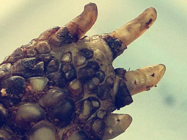 俄罗斯陆龟是什么龟，俄罗斯陆龟是什么龟类（又叫俄罗斯陆龟）