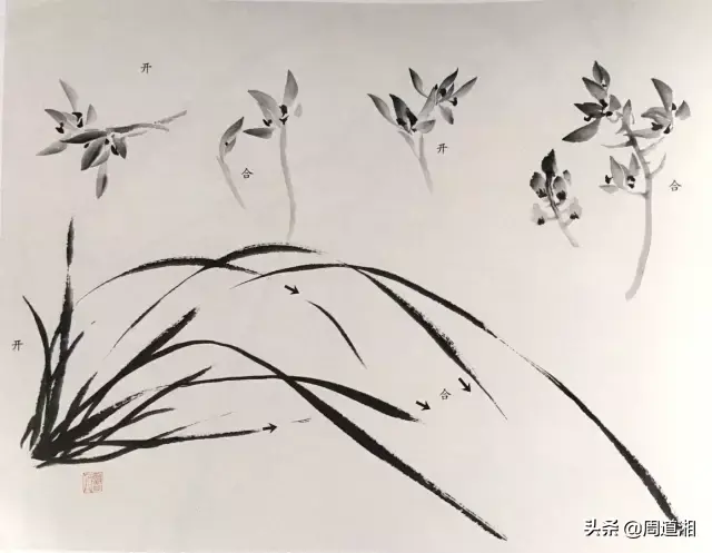 草的简笔画怎么画，猪笼草的简笔画怎么画（兰草的画法）