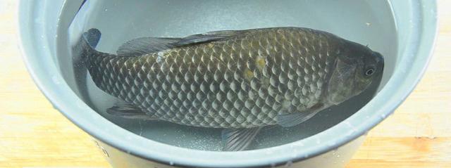 怎么杀鲫鱼去鱼鳞，杀鱼怎样去鱼鳞（简单又实用去鱼鳞的方法）