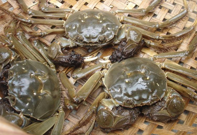 螃蟹离开水最多能活几天，螃蟹离开水能活多久（放7天仍是鲜活的）