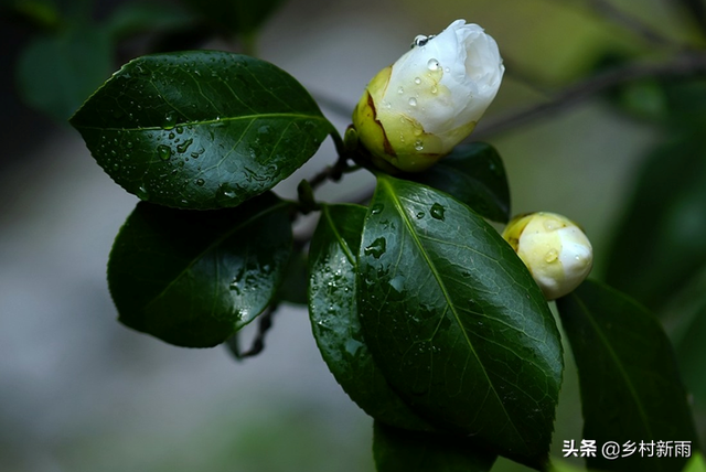 白色山茶花图片，野山茶花是怎样的（每日春花，山茶花）