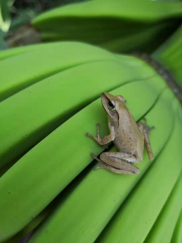 中国树蛙的品种简介，中国树蛙品种大全（他在蕉林里的发现）
