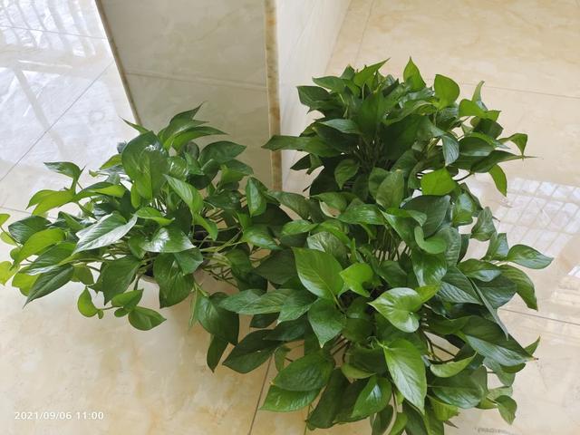 适合家里养的花，家里客厅适合养什么花（养在室内提升气质）