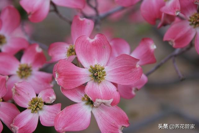 小花梾木的功效与作用，茉莉花的功效（<lai>木的四季）