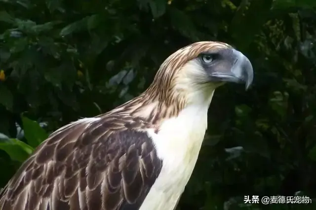 沙雕是什么鸟，沙雕是一种鸟吗（这些沙雕鸟儿也太好笑了哈哈哈哈哈哈哈）