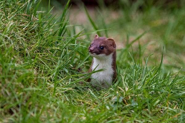 黄鼠狼毒性.5o元l只，黄鼠狼的危害（老人常说黄鼠狼不能杀）
