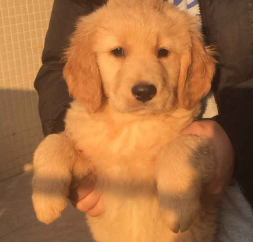 小金毛犬多少钱，金毛犬的价格多少钱一只（900元买下这只刚满两月的小金毛）