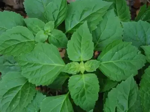 十香菜是藿香吗，十香菜和五香叶的区别（哦，藿香）