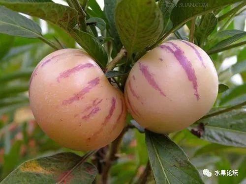 榴莲成熟的季节是几月，榴莲季节是哪几个月（夏季到冬季的水果成熟表来了）