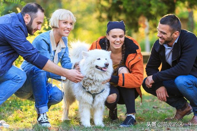 微笑天使是什么狗，微笑天使是什么狗狗（微笑天使萨摩耶优缺点了解一下）