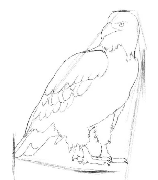 动物素描画，关于动物的画（适合初学者学习的动物素描步骤教程）