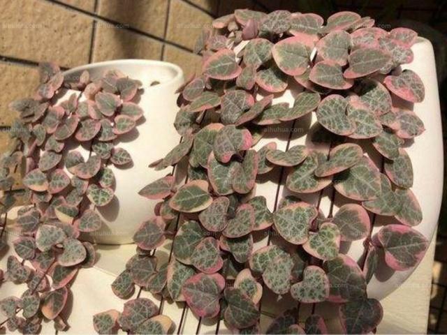 多肉植物所代表的花语，多肉植物花语（都是表示“爱意”的）