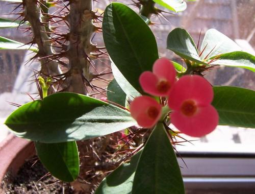 铁海棠花怎么养 铁海棠花的养殖技巧，铁海棠花怎么养（一年四季开花不断）