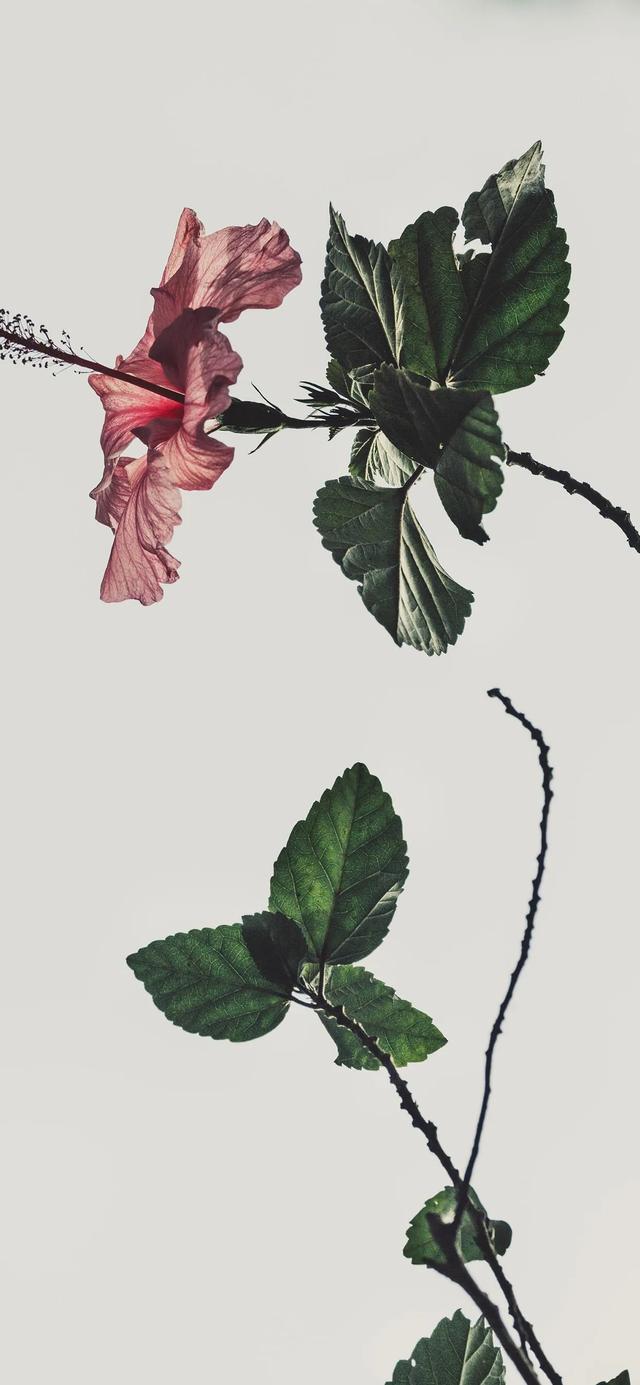 植物，微信头像，植物（清爽夺目的花花世界：）