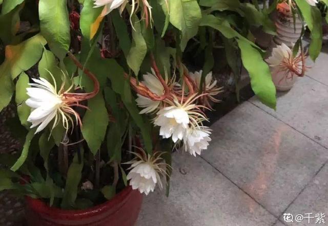 荷花的外貌特征，荷花的外貌特征怎么写（这花平时丑的没人看）