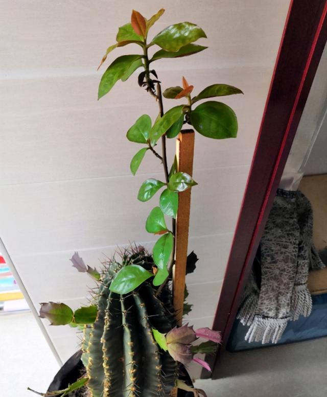 植物嫁接方法一，植物嫁接方法一般有哪些（植物嫁接知多少）