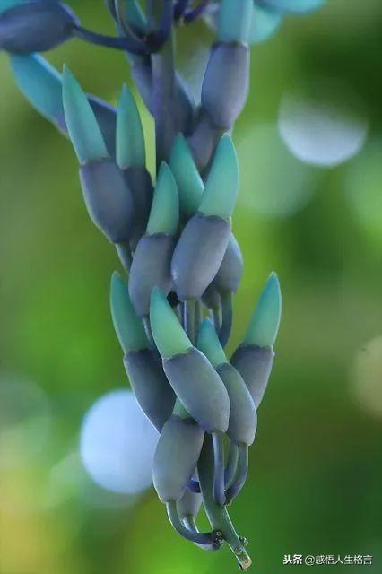 七色堇花语是什么，七色堇花语和传说（这些奇花异草太美了）