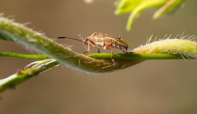很臭的虫子叫什么，马陆虫怎么彻底消灭（俗称“臭大姐”）