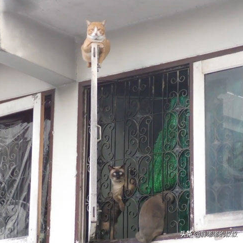 电信轨迹证明（三大运营商终于良心一回）