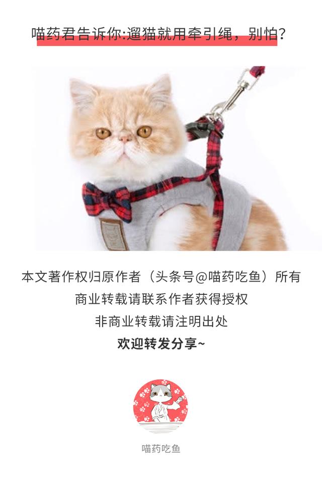 牵引绳有什么用，牵引绳安全吗（现在遛猫都用上牵引绳了么）
