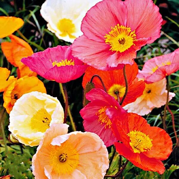 因素花（罂粟花栽培，种植罂粟花是什么行为（浪漫山野的野罂粟花）