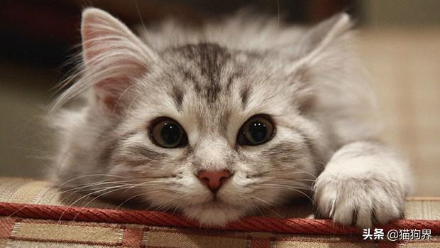 猫真的有九条命吗，为什么说猫有九条命（人人都说猫有九条命）