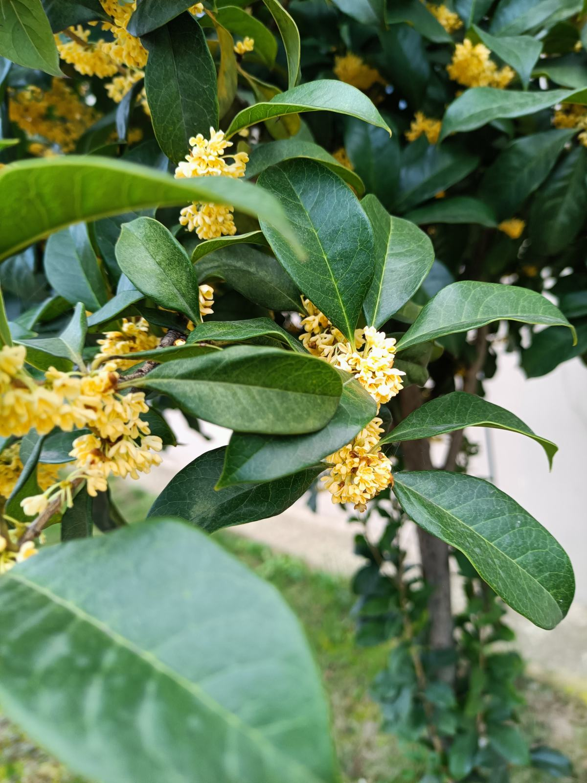 养桂花需要注意什么（附桂花树图片）